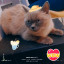 عکس کاربر - پلی گربه 🐱
