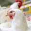 عکس کاربر - سازمان حمایت از مرغ ها🐔