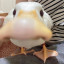 عکس کاربر - Duck Guy