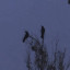 عکس کاربر - ★RAVEN★