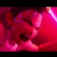 عکس کاربر - 𝑟𝑢𝑚𝑖❤️‍🔥