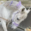 عکس کاربر - 🤍horse white🤍