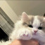 عکس کاربر - پیشی🐾