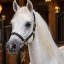 عکس کاربر - 🏅🏇یه سوارکار🏇🏅