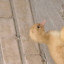عکس کاربر - دکمه