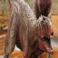 عکس کاربر - water-drinking bull