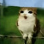 عکس کاربر - 🐱meowl🦉🌿