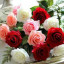 عکس کاربر - فلورا