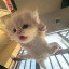 عکس کاربر - Ania 🐈‍⬛