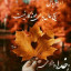 عکس کاربر - نگین کامران