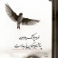 عکس کاربر - A.F.BR