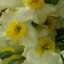 عکس کاربر - عطر یاس