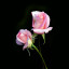 عکس کاربر - danial