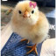 عکس کاربر - 🐣جیکو🐣