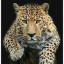 عکس کاربر - Leopard