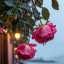 عکس کاربر - Anisrahmany
