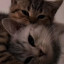 عکس کاربر - Cat