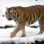 عکس کاربر - Tiger