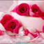 عکس کاربر - 🌸🌸