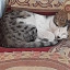 عکس کاربر - حسین