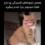 عکس کاربر - ↱‹𝓡𝓮𝔂𝓱𝓪𝓷›⃗⃟ °