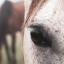 عکس کاربر - Just Horse 💚🌱