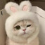 عکس کاربر - 🐱real cat🤍
