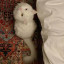 عکس کاربر - persian cat