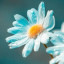 عکس کاربر - ریحانه