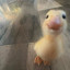 عکس کاربر - Little duckling