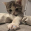 عکس کاربر - cat🔅😺❤️‍🔥