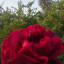 عکس کاربر - .Zeynab.93.