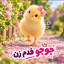 عکس کاربر - 🐤🐥...