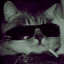 عکس کاربر - mr.cat