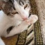 عکس کاربر - سام
