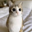 عکس کاربر - 🌿🐱MEOWL🦉💛