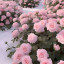 عکس کاربر - فاطمه