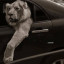 عکس کاربر - احسان 🦁🦁🦁