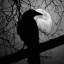 عکس کاربر - Mobin