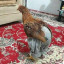 عکس کاربر - نیما مرغی🐔