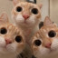 عکس کاربر - the cat and brothers🐱