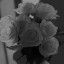 عکس کاربر - حدیث