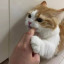 عکس کاربر - 𝗗𝗼𝗿𝘀𝗮🌸🐱