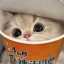 عکس کاربر - 🐱🥺 CAT🥺🐱
