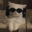 عکس کاربر - Cat