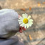 عکس کاربر - 🌼᭡