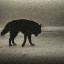 عکس کاربر - black wolf