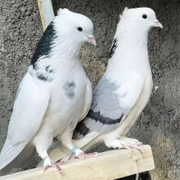 دانلود ‏کلیپ کفتر بازی