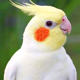 دانلود ‏‏‏کلیپ عروس هلندی