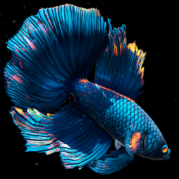 دانلود Betta Fish Live Wallpaper FREE
